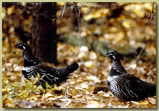 two grouse